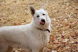 Big dogs with pointy ears. The Top 5 Reasons You Should Be Using Turmeric For Dogs 2021 Sitstay