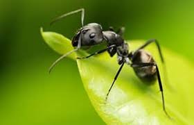 If roaches, bed bugs, termites, rodents, or other. Bug Head Pest Control Quality Pest Control For Dallas Forth Worth