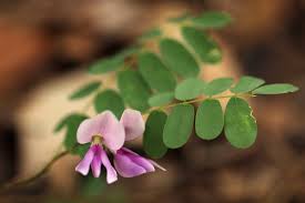 Image result for Abrus fruticulosus