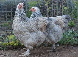 Brown leghorn, easter eggers, egyptian fayoumis, red jungle fowl and old english standard game fowl. Importing Live Chickens And Hatching Eggs To The Philippines What You Need To Know Freerange Chicken Hatching Eggs Heritage Chickens Chickens For Sale
