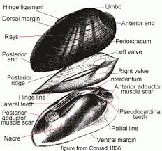Image result for Bulbostylis nudiuscula