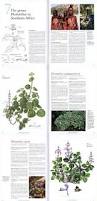 Image result for Plectranthus swynnertonii