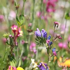 Bei lebensmittel für den kompost, was ist z.b. Wildblumenwiese Das Sollten Sie Beachten Geo
