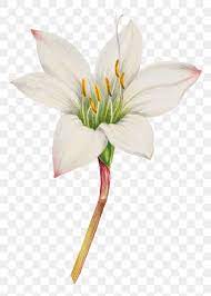 Download Premium Png Of White Tamasco Lily Flower Png Botanical Flower Illustration Botanical Illustration Watercolor Flower Drawing