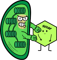 Vacuoles are found only in plant cells. Plant Cell Flashcards Closer Look At Science