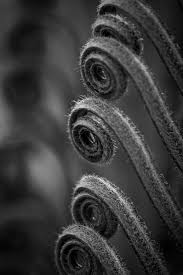 Abstract Black And White Macro Photography Black And White Fern Leaf Print Botanical Plant Leaf Macro Photography Abstract Photography Prints Art Fine Art Photography Print