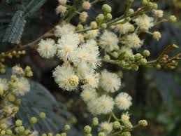 Image result for Acacia mearnsii