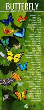 Butterfly In Different Languages Butterfly Translate To Spanish Butterfly Spanish