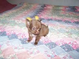 3031 north erie avenue, off apache between yale and sheridan in tulsa, ok. Chihuahua Puppies In Oklahoma