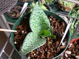 Image result for Drimiopsis