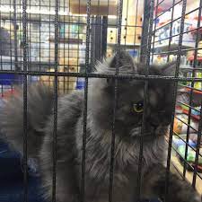 Check spelling or type a new query. Mina Pet Market 3 Tips From 80 Visitors