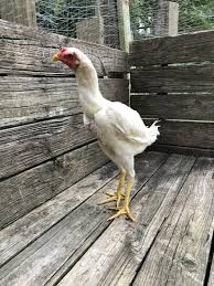 Bird Eggs For Sale Ebay Shamo Stag Live Oriental Chicken Hatching Eggs Chicken Chicken Chickendecor Shamo Stag Live Oriental Chicken Hatching Egg Release Dove Animals Doves