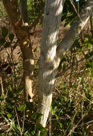 Image result for Dolichandrone alba