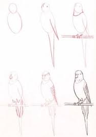 Learn To Draw Budgie By Bessie Easy Animal Drawings Animal Drawings Sketches