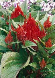 Celosia Garden Celosia Flower Annual Plants Und Garden Plants