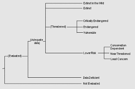 Image result for Maranthes