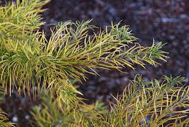 Image result for Allophylus pseudopaniculatus