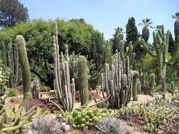 It's a little bit of a drive to the red rock area, but if you have the my wife and i always make a point to visit cactus joe's whenever we're in vegas. Cactus Shop Buscar Con Google Cacti Pinterest Cacti Gardens And Succulent Gardening