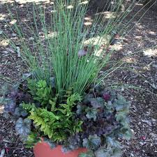 Image result for Juncus exsertus