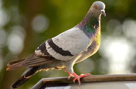 Check spelling or type a new query. How To Stop Pigeons Nesting In Your Garden Garden Bird Feeder