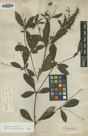 Image result for Terminalia brachystemma