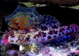 If i had a 55 gallon with lots of mature live rock and live sand could they live together? Scooter Blenny Care Guide The Mandarin Garden