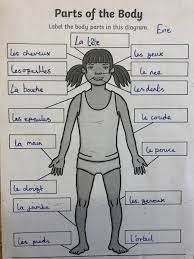 Do you know how to say head, hand, foot, leg, finger in. Callington Primary V Twitter Year 6 Learning About Body Parts In French Today Learninglanguages Gettingreadyforfrancetrip