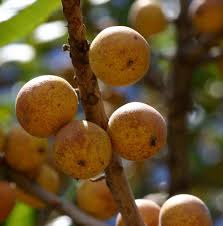 Image result for Uapaca guineensis