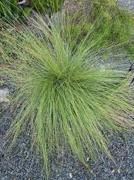 Image result for Aristida