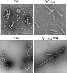 This can be used for any reason and any lesson, but that is my use for it. Straight And Rigid Flagellar Hook Made By Insertion Of The Flgg Specific Sequence Into Flge Scientific Reports