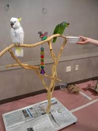 Did you use this practice before joining pet assure? Mickaboo Companion Bird Rescue Reviews And Ratings San Jose Ca Donate Volunteer Review Greatnonprofits