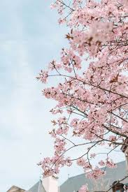 Dit Is Mooi In 2020 Cherry Blossom Wallpaper Pink Flowers Background Pink Flowers Wallpaper