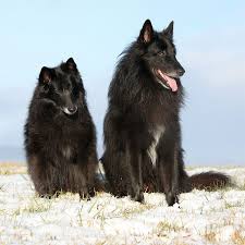 We did not find results for: Belgian Sheepdog Dog Breed Information Pictures Characteristics Facts Dogtime