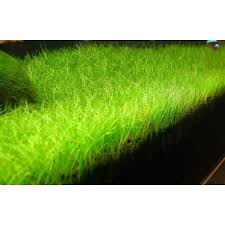 Image result for Eleocharis minima