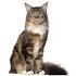 Best Age To Breed A Maine Ideal Cat - Maine Ideal Expert