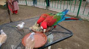Address, phone number, phuket bird park reviews: Bird Park Islamabad Birdparkisb Twitter
