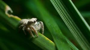 1920 x 1080 file type : Jumping Spider 1920x1080 Download Hd Wallpaper Wallpapertip