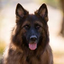 Favorite this post jul 2. Long Coat Long Haired German Shepherds And Puppies Nadelhaus