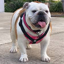 Maybe you would like to learn more about one of these? Amazon Com Bulldog Grade Harness For English American French Bulldogs Custom Fit No Pull Reflective Vest Harnesses For Your Bully Medium Brave Black Camo Pet Supplies