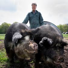 Copyright 2015 © dixie pig terms of service | privacy | accessibility terms of service | privacy | accessibility The Pig Whisperer The Dutch Farmer Who Wants To End Factory Farming Farming The Guardian
