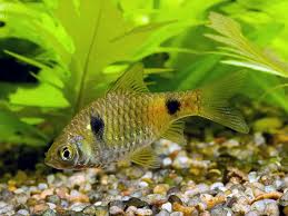 Image result for Peddiea fischeri