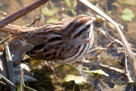 Also Alexandria, VA. 12/16/24- I suspect a song sparrow, but not sure from  this angle