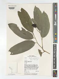 Image result for Strombosia