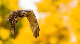 Early Fall Birding