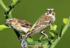 Perbedaan blackthroat dan sanger paling akurat jumpa maning bro, salah satu tips untuk menghindari penipuan adalah. Harga Burung Blackthroat 2018 Id Lif Co Id