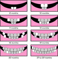 44 Meticulous Baby Teeth Chart Australia