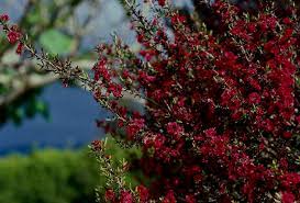 Pianta sempreverde con fiori rossi. Arbusti Eccone Alcuni A Foglie Rosse Per Giardini E Siepi Incantevoli Archzine It