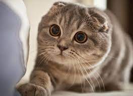 Harga anakan kucing british shorthair. Harga Kucing Scottish Fold Tidak Mahal Kok Simak Disini Info Binatang