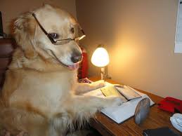 Golden retrievers are called america's sweethearts by some, and have been among the most popular breeds for decades. Bailey Nebbia The Original I Have No Idea What I M Doing Dog Shows Off Her Brand New Outfits