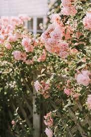 We did not find results for: Pink Flower Pastel Aesthetic Flower Wallpaper Novocom Top
